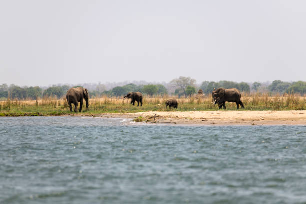 istock African elephants grazing at Zambezi River 2190460120