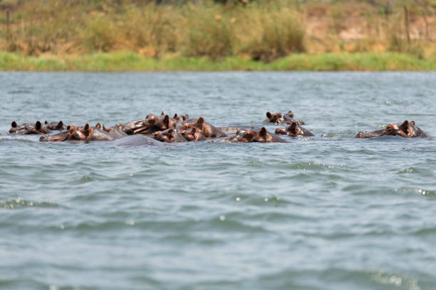 istock hippo swimming in Zambezi River 2190460140