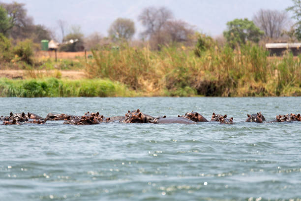 istock hippo swimming in Zambezi River 2190460149