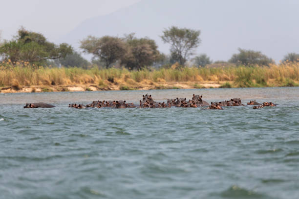 istock hippo swimming in Zambezi River 2190460153
