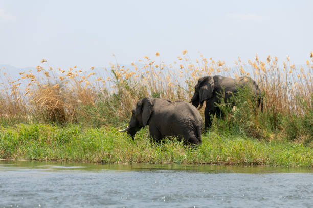 istock African elephants grazing at Zambezi River 2190460174