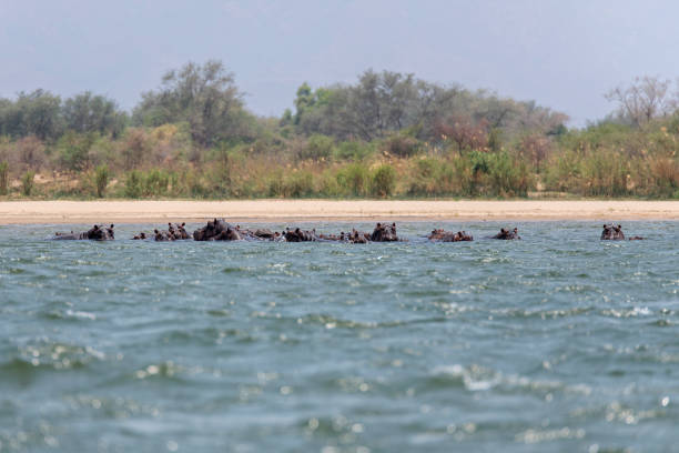 istock hippo swimming in Zambezi River 2190460209