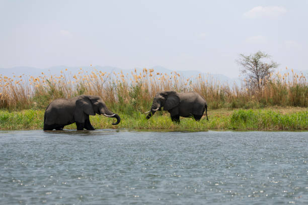 istock African elephants grazing at Zambezi River 2190460451
