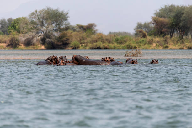 istock hippos swimming in Zambezi Rifer 2190460609