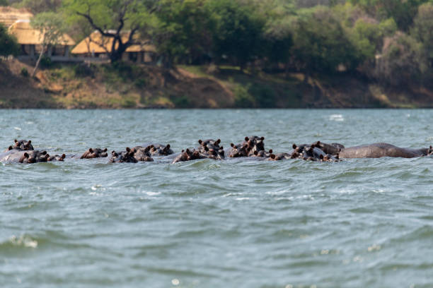 istock hippos swimming in Zambezi Rifer 2190460772
