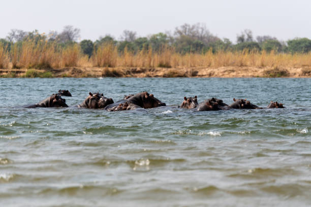 istock hippos swimming in Zambezi Rifer 2190461333