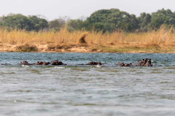 istock hippos swimming in Zambezi Rifer 2190461375