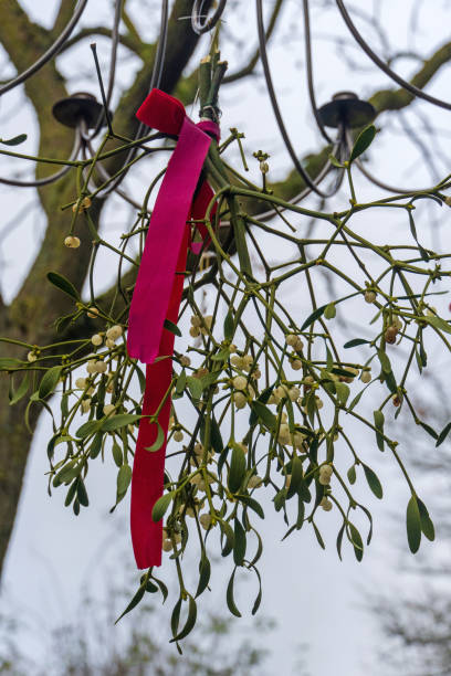 December 2024: Close-up of a mistletoe hanging outdoors on a candleholder in winter