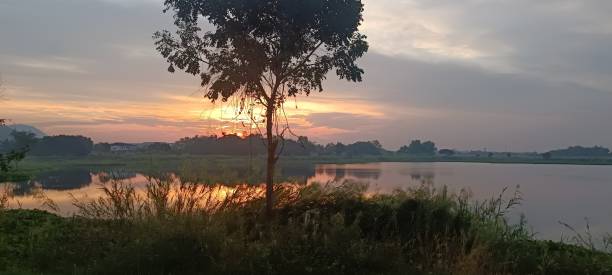 istock tree in twilight time .Nature park outdoor 2190462044
