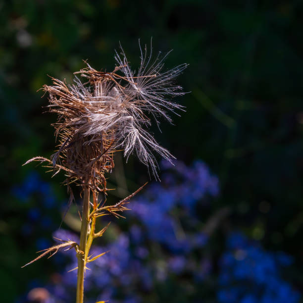 Close up of Seed heads of coneflower (Echinacea sp.) in late autumn or early winter