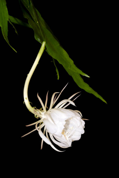 istock Queen of the Night in blossom 2190464949