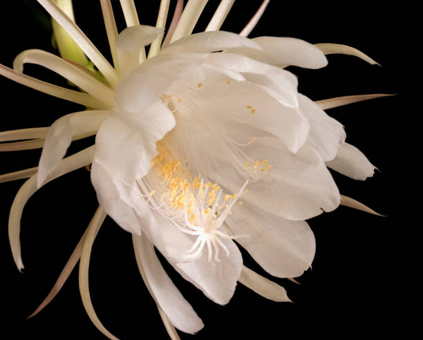 Queen of the Night in blossom