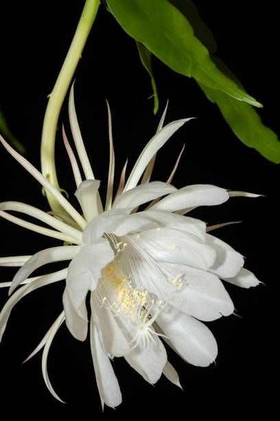 istock Queen of the Night in blossom 2190465010