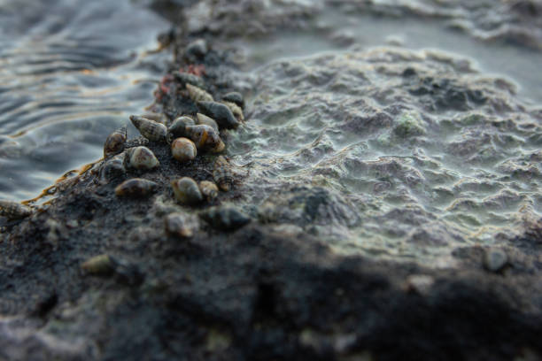 Round brounded rocks on a beach.