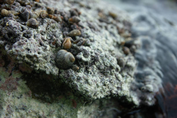 istock small shells with mollusk on the stone at the sea. Close up 2190467093