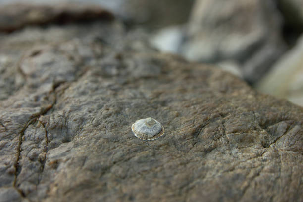 Hand holding shell