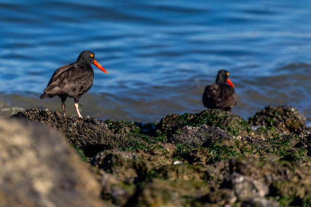 istock Black Oystercatcher - Northern California 2190469526