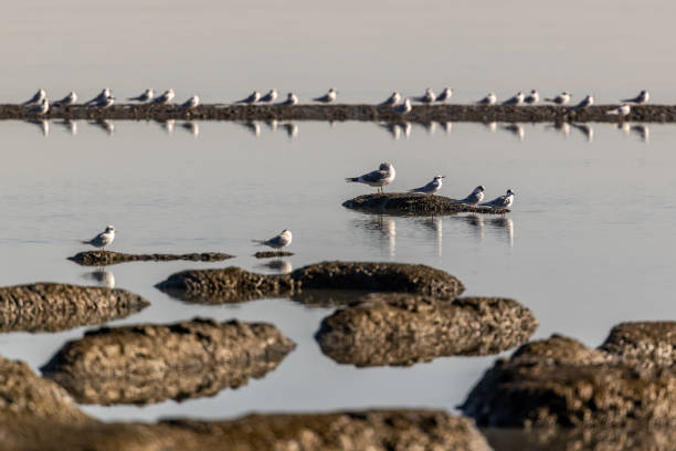 A large committee of Terns at Coyote Point in San Mateo California.
