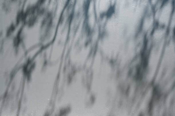 istock Gray wall with shadows from nearby trees 2190469725