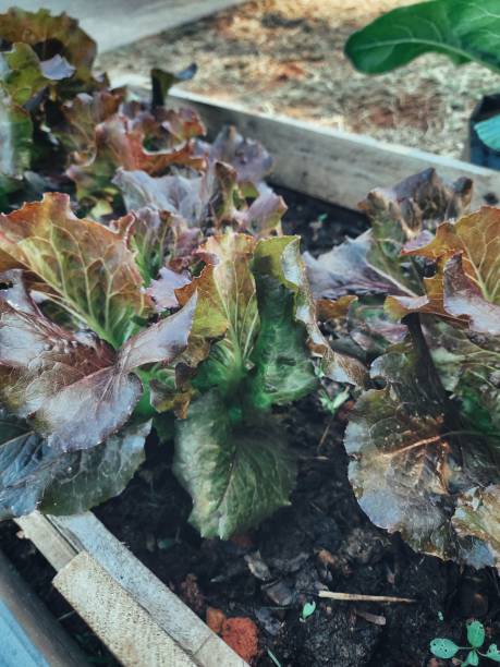 istock Fresh red lettuce health food 2190471954