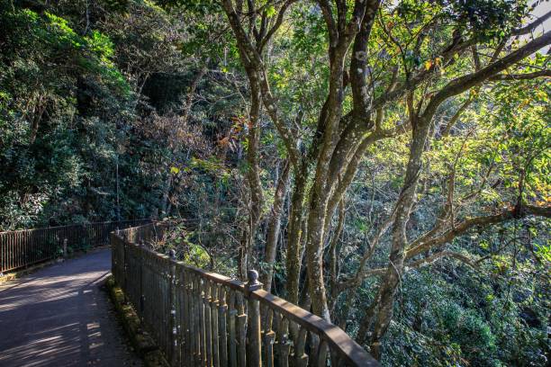 istock Paved Road Through Lush Green Forest with Railing, Hong Kong 2190473653