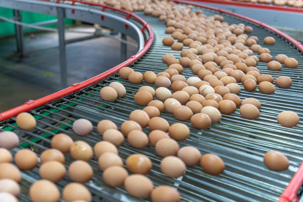 Eggs on the automated egg collection production line in a chicken farm