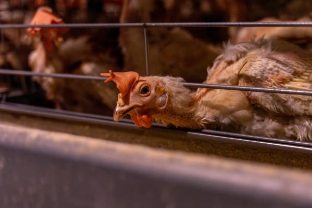 Chickens kept in a dark environment in a mechanical chicken farm