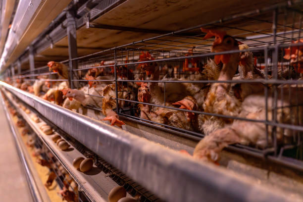 Chickens kept in a dark environment in a mechanical chicken farm