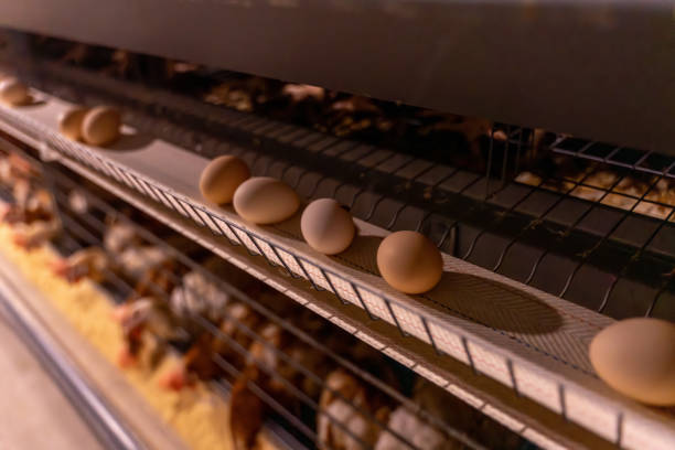 istock Egg collection line in mechanical chicken farm 2190473865