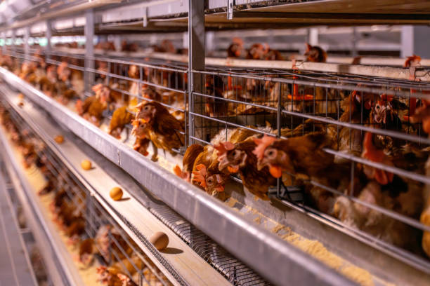 istock Chickens kept in a dark environment in a mechanical chicken farm 2190473903