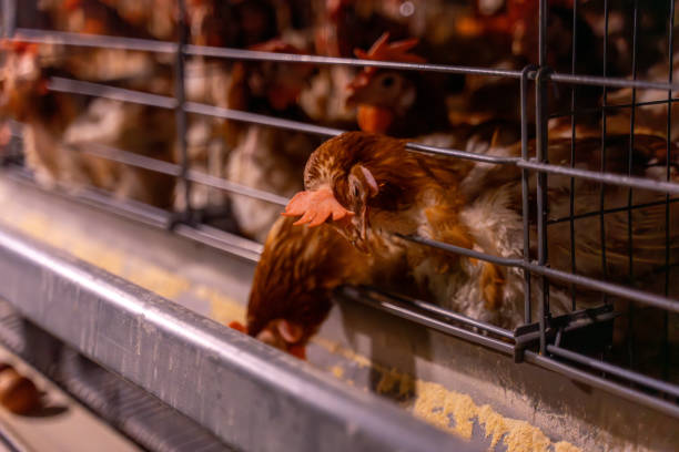 istock Chickens kept in a dark environment in a mechanical chicken farm 2190473936