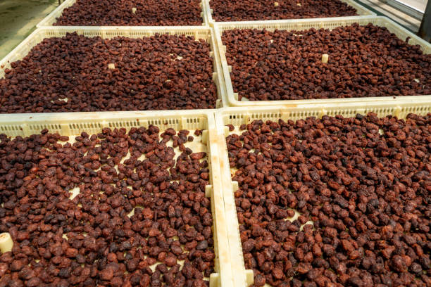 Close-up of candied fruit drying in a white square plate