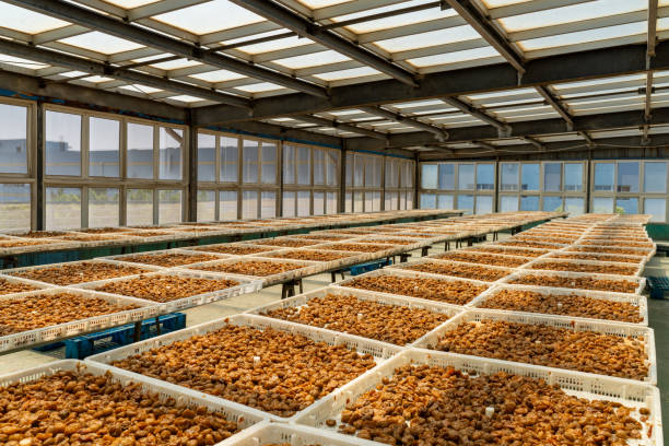 istock Simple equipment for drying candied fruit 2190474015