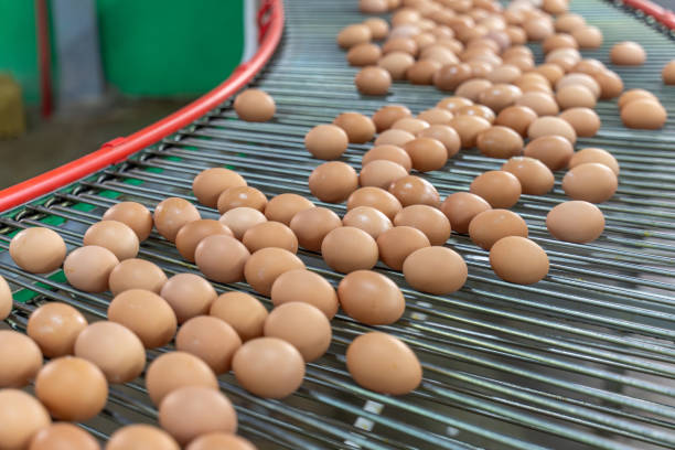 istock Eggs on the automated egg collection production line in a chicken farm 2190474071