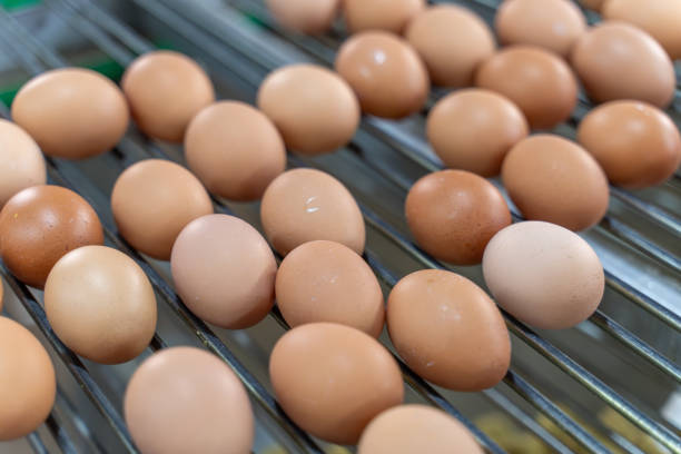 istock Eggs on the automated egg collection production line in a chicken farm 2190474076