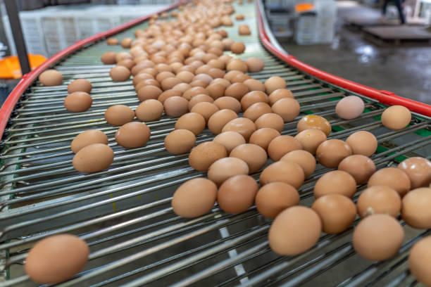 istock Eggs on the automated egg collection production line in a chicken farm 2190474103