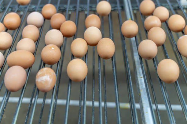 Eggs on the automated egg collection production line in a chicken farm