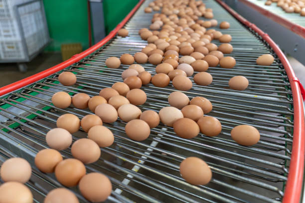 istock Eggs on the automated egg collection production line in a chicken farm 2190474108