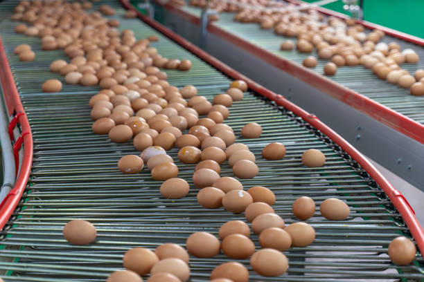 istock Eggs on the automated egg collection production line in a chicken farm 2190474120