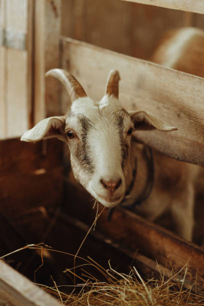 istock A goat is eating hay in a pen 2190474257