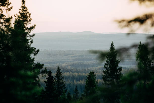 Scenic Forest View at Sunset in Nordic Landscape in Sweden, Dalarna County, Sälen
