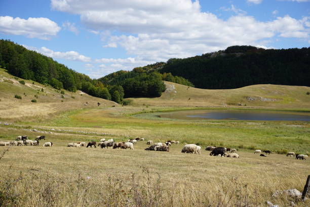 istock Peaceful grazing sheep, a small lake, and lush hills on Durmitor 2190474430