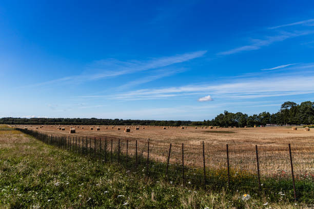 Rural landscape with straw, a wooden fence and old tools. in Saaremaa, Võru County, Estonia