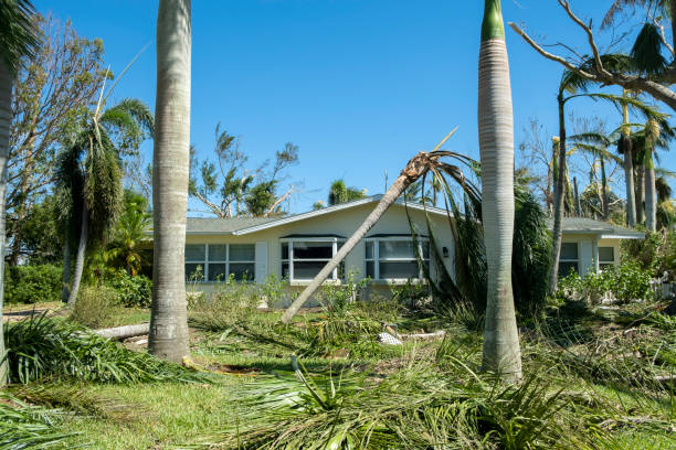 istock Uprooted palm tree after hurricane on Florida home front yard. Aftermath of natural disaster concept 2190474560