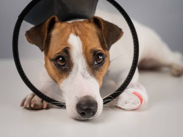 istock Jack Russell Terrier dog with a bandaged paw in a cone collar. 2190474666