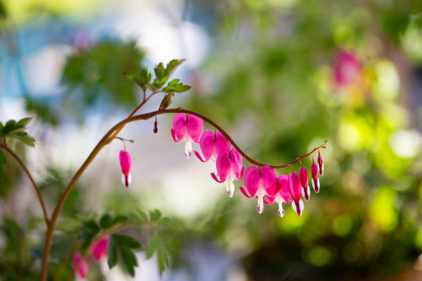 A delicate branch of vibrant pink bleeding heart flowers (Lamprocapnos spectabilis) arches gracefully in the dappled light of a woodland setting.