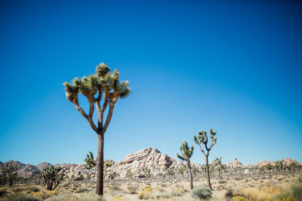 istock Joshua trees framing rock wall in the desert sun 2190474711