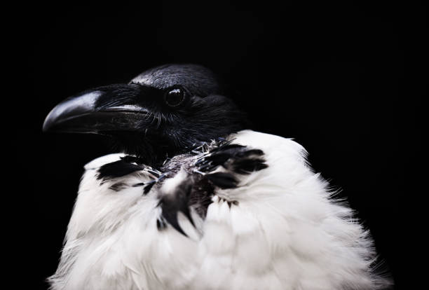 istock Side View Profle of Pied Crow Bird 2190474716
