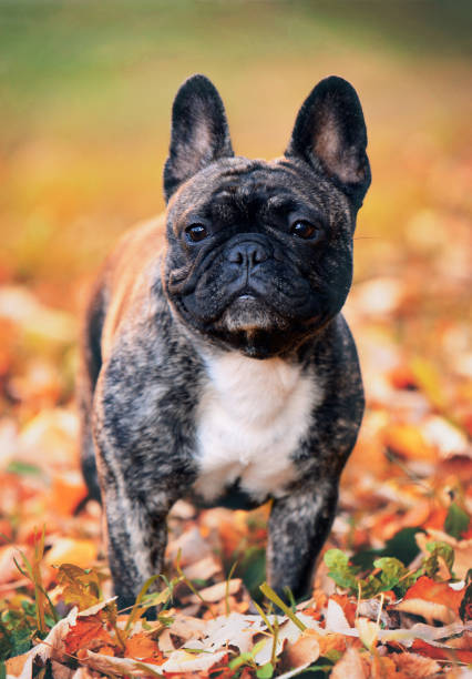 istock French bulldog outdoors on a an autumn day 2190474746