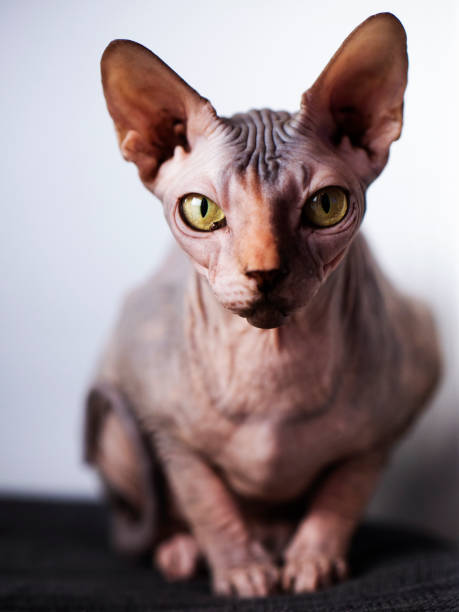 istock Cute Sphynx Cat Sitting Indoors 2190474757